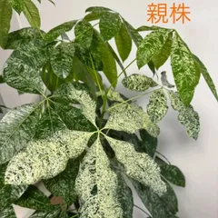 2025年最新】パキラ ミルキーウェイの人気アイテム - メルカリ