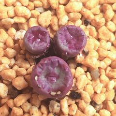 稀少　コンゴ大結晶　アメジストクラスター　天然石　開運　置物　原石 稀少 コンゴ大結晶 アメジストクラスター 天然石 開運 置物 原石