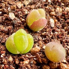 コノフィツム Gibbaeum pilosulum ギバエウム 翠滴玉 3 点セット　メセン　メルカリ便