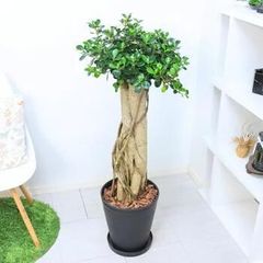 エバーフレッシュ 大型 極太幹 曲がり樹形 観葉植物 カッシーナ