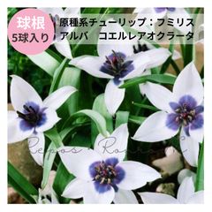 花芽なし】アジサイ：ホシナデシコ〈星なでしこ〉（4号