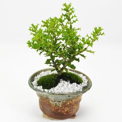 ☆ 長寿梅白 苔玉石付盆栽 - メルカリ