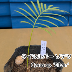 【人気商品‼️】【鉢ごと発送】タイ　シルバーソテツ　Cycas sp.silver　2025-3-6-Sp3