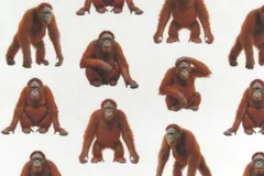 【ゆきちゃん限定】X2304 オラウータン柄 コットン生地 白 1m