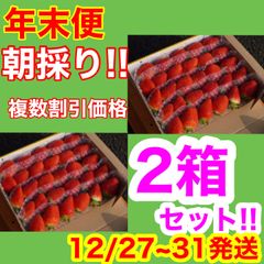 ②箱【年末便】新鮮朝採りかんちゃん農園の甘いいちご