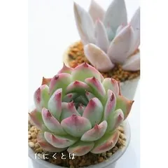 桃太郎 エケベリア 2寸ポット 弁慶草科 多肉植物 苗