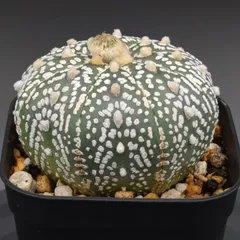 アストロフィツム スーパー兜 Vタイプ 1 Astrophytum asterias