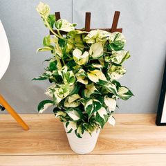 ［現品］49番【希少】♡かわいい♡  ポトス　ステータス　7号　フェンス仕立て　観葉植物　育てやすい　斑入り　レア
