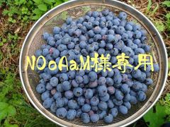 NOoAaM様専用　生食用ブルーベリーミックス正味２kg＋α(多め)