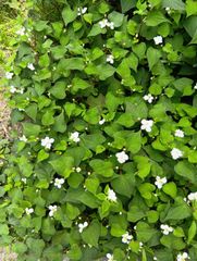 ドクダミ（四駆咲）の抜き根（ネコポスに収まる分）