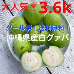 shop限定価格‼️大人気❣️沖縄県産白グァバ✨大〜中サイズ✨箱