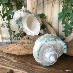 沖縄県宮古島産☆ 天然夜光貝【研磨加工済】オブジェ