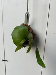 オリジナル UNEUNE ウネウネ alcicorne Madagascar オリジナル UNEUNE ウネウネ alcicorne Madagascar