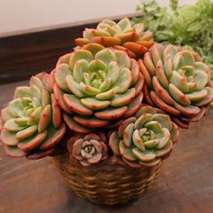 MA066	シュガーベイビー群生	【イータニク】多肉植物　韓国苗　第四種郵便発送