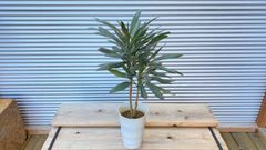 【観葉植物】　コルディリネ（コルジリネ）サンゴ　5号鉢