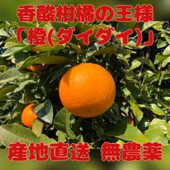 橙(ダイダイ) ご家庭用4kg(箱込み)【無農薬】