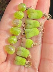 コノフィツム　ブルゲリ+風鈴玉  12点セット 小苗　抜き苗 多肉植物 メルカリ便