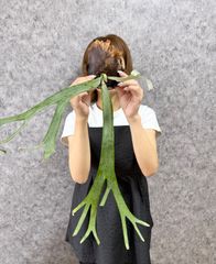 ＊細く白い固体＊ ▽P.willinckii Wild East Java▽ B45 ウィリンキー　ワイルド　ジャワ【PLANET】ビカクシダ