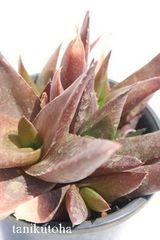 ブラックボーイ アロエ Mサイズ5.5ｃｍポット 多肉植物 多肉永遠