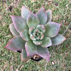 ホワイトシャンペン　抜き苗　多肉植物　モフ多肉　エケベリア