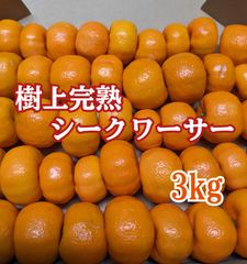 12月収穫樹上完熟シークワーサー　3kg【農家直送】
