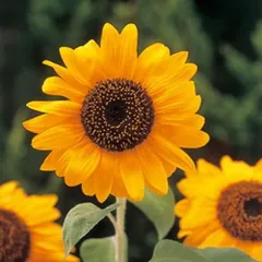 【花の種】大きいひまわり　５ｇ（５０粒以上）　大輪一重咲黄色　大きいひまわり　巨大輪イエロー