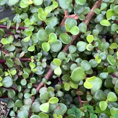 ポーチュラカリア　アフラ　10本セット