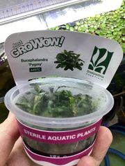 ブセファランドラ sp. ピグミー　組織培養 Bucephalandra sp. Pygmy
