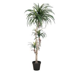 日本製/今治産 人工観葉植物 フェイクグリーン 150-160cm オリーブ 実