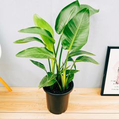 ［現品］86番　ストレリチアニコライ　オーガスタ　8号　観葉植物　大型　室内　おしゃれ　育てやすい　南国風