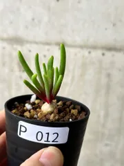 2024年最新】phyllobolusの人気アイテム - メルカリ