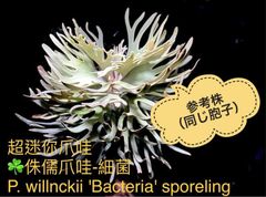 品質満点！ P.willinckii bacteria ビカクシダ spore Bacteria