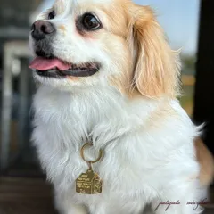 真鍮 ドッグハウスチャーム DOGS FOR PEACE / ドッグスフォーピー キーホルダー ブラスキーホルダー 犬 ドッグ 雑貨 小物