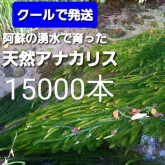クールで発送 15000本以上 阿蘇の湧水で育った水草 天然アナカリス