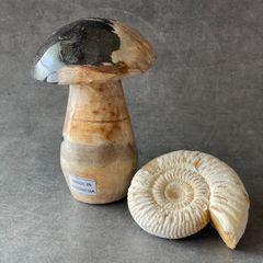 歯化石 海のモンスター モササウルス グロビデンス 歯根付き - メルカリ