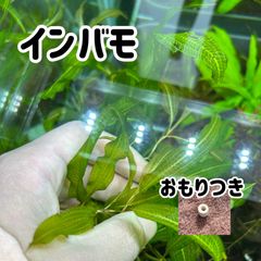 【無農薬】インバモ2本おもりつき