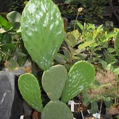 2026年最新】団扇サボテンの人気アイテム - メルカリ