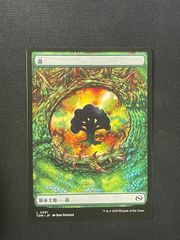 【MTG・土地】森(日本語)(0291)(タルキール龍嵐録)