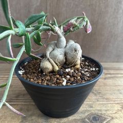 モナデニウム　ルベルム③  モナデニウム  Monadenium montanum var.rubellum  現品 観葉植物 観葉 植物  珍しい レア 希少 塊根植物 塊根 コーデックス 多肉植物 多肉 インテリア プレゼント おしゃれ かわいい グリーン