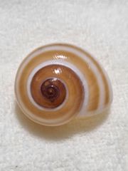 貝標本　70.7mm超特大　オオイトカケガイ 貝標本 70.7mm超特大 オオイトカケガイ - メルカリ