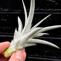 6MTtjW9KKFVBzGUJsmHog3.jpg@jpg