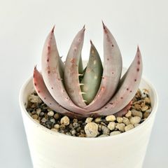 【多肉植物】アロエ・ペグレラエ　Aloe peglerae