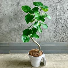 螺旋　幹太　美形　フィカス　ウンベラータ　9号　テラコッタ性鉢植え　ホワイト　受け皿付き