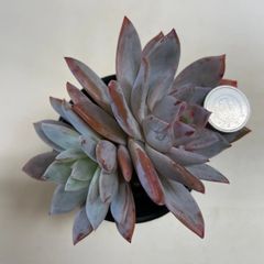 多肉植物　ホワイトラ(大)  抜き苗　根付き