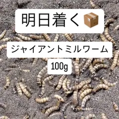 【明日着く！発送早い！冷凍ワーム100g  約110匹程度】