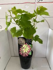 ぶどう★マニキュアフィンガー★ユニークな形で皮ごと食べられる高級ぶどう