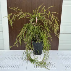 2025年最新】レプトスペルマム バーチカルドロップの人気