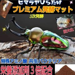 ニジイロクワガタに抜群！黒アワビタケ菌糸瓶【6本セット】特殊アミノ酸強化配合！ 極上！黒アワビタケ菌糸瓶【6本】特殊アミノ酸強化配合 ニジイロ