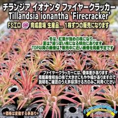 (大)Tillandsia生産農場参考画像販売＊(約)φ5-7×H5-6cm前後1株＊真冬の紅葉綺麗＊秋はうっすら赤み株＊チランジアイオナンタファイヤークラッカーTillandsia ionantha Firecracker＊エアプランツ＠フラワーショップ江口