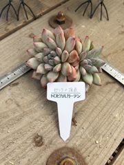 ピンクの頂点 ランダム エケベリア トロピカルガーデン 多肉植物